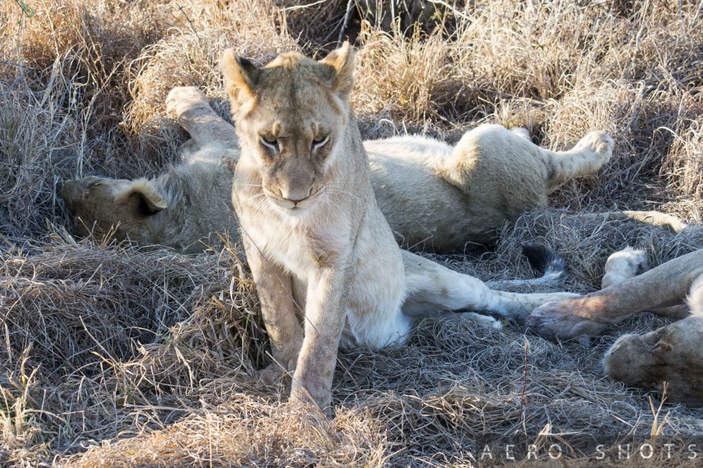 a group of lions lying in dry grass