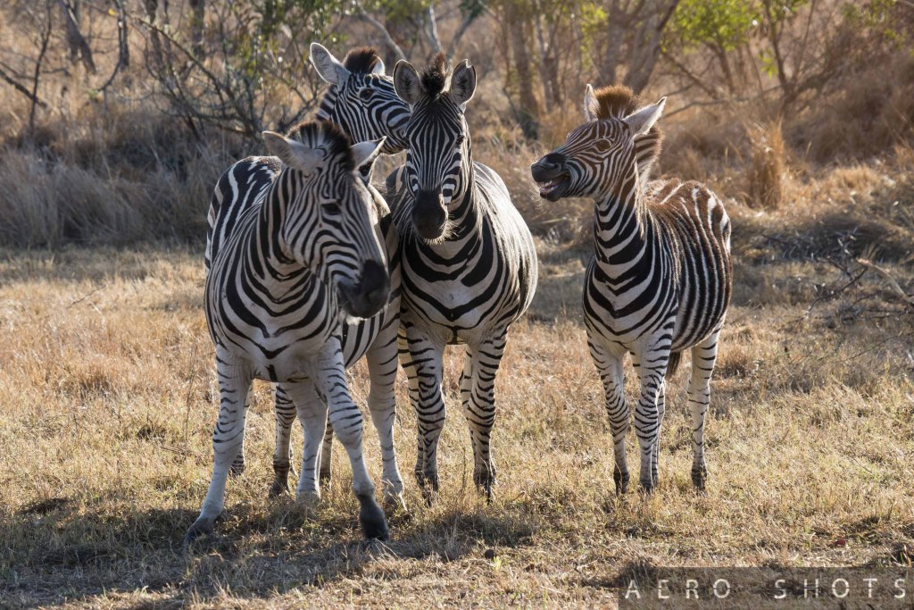 a group of zebras standing together
