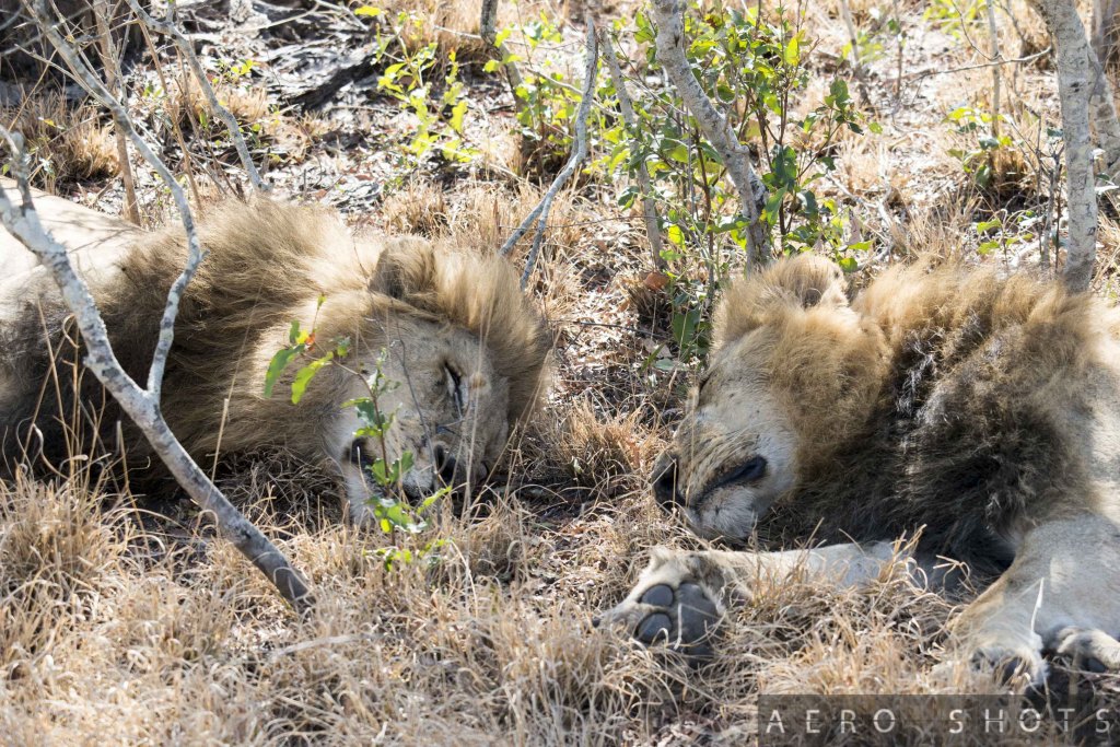 two lions lying in the grass