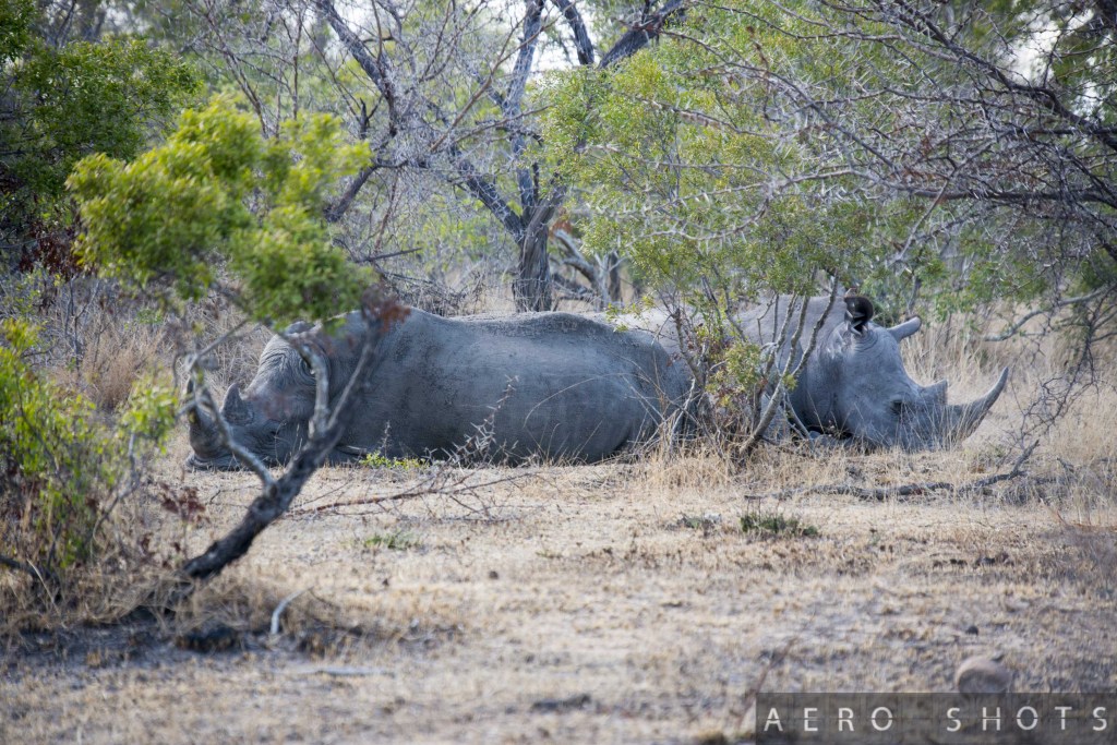 a rhinoceros lying in the shade of trees