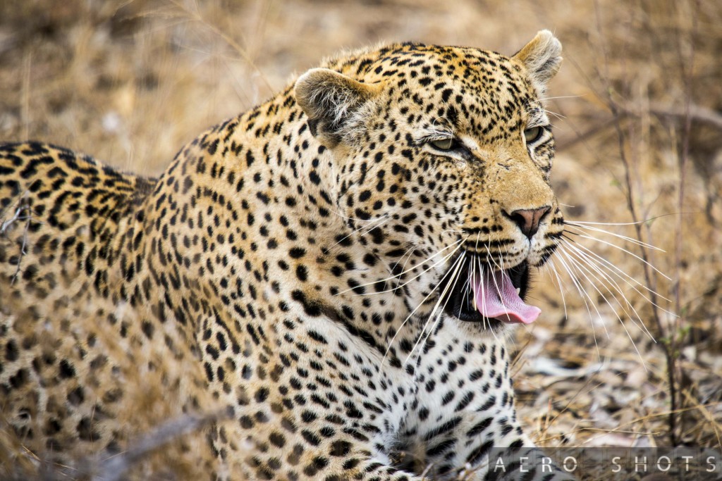 a leopard lying down with its mouth open