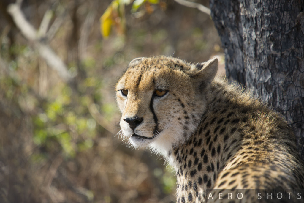 a cheetah sitting next to a tree