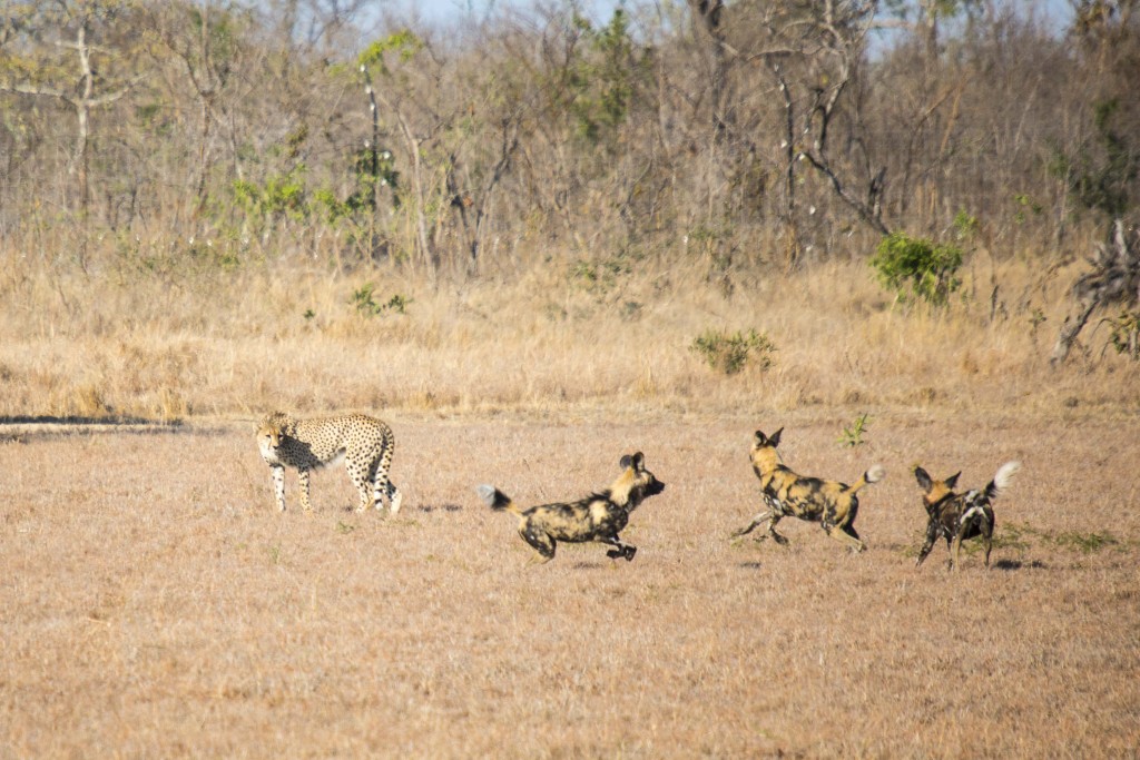 a cheetah chasing a group of hyenas