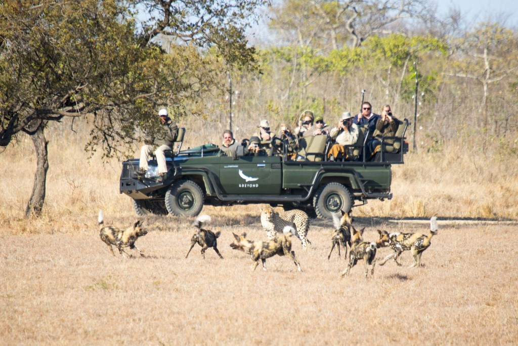 a group of people in a jeep with hyenas running around