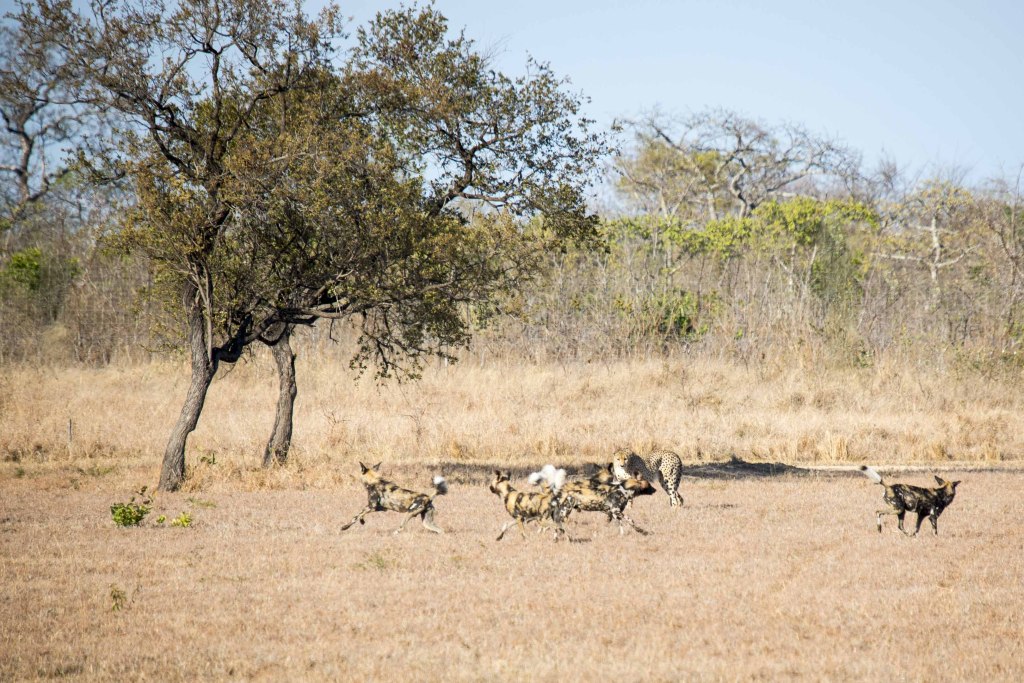 a group of hyenas running in a field