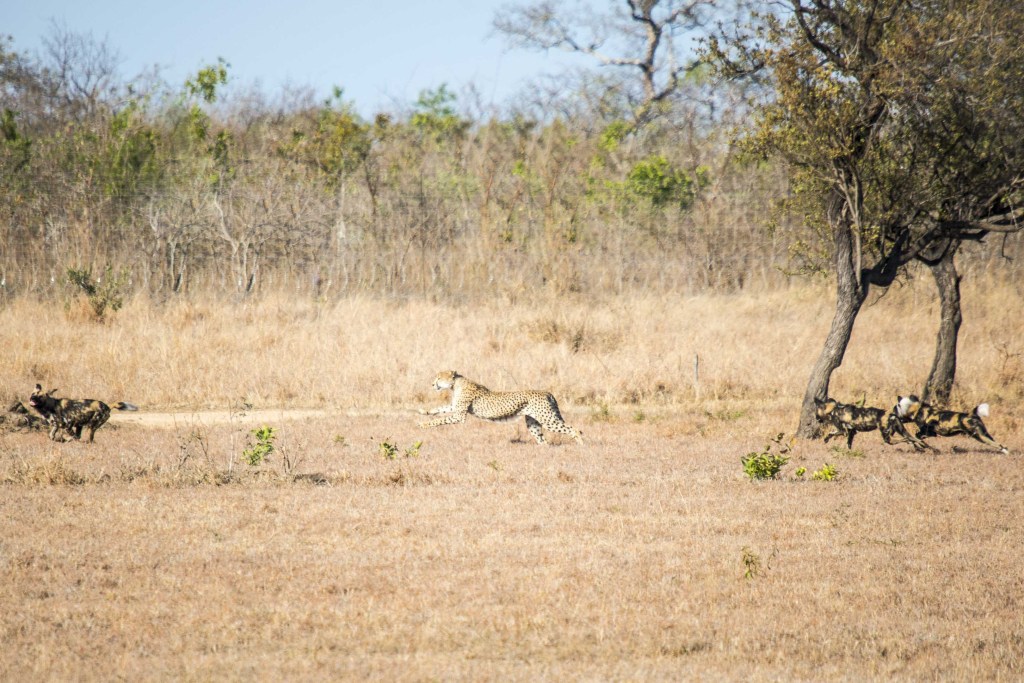 a cheetah running through a field