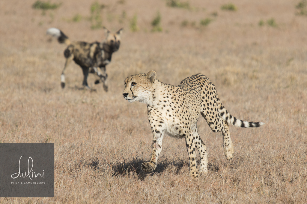 a cheetah running in a field