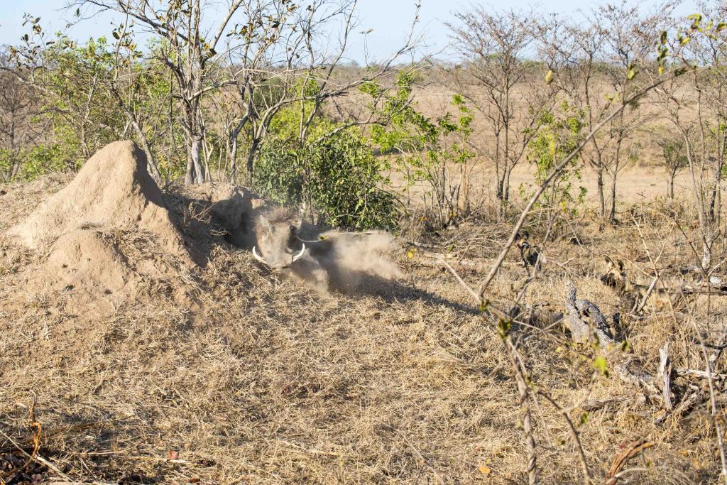 a wild boar in a dirt mound