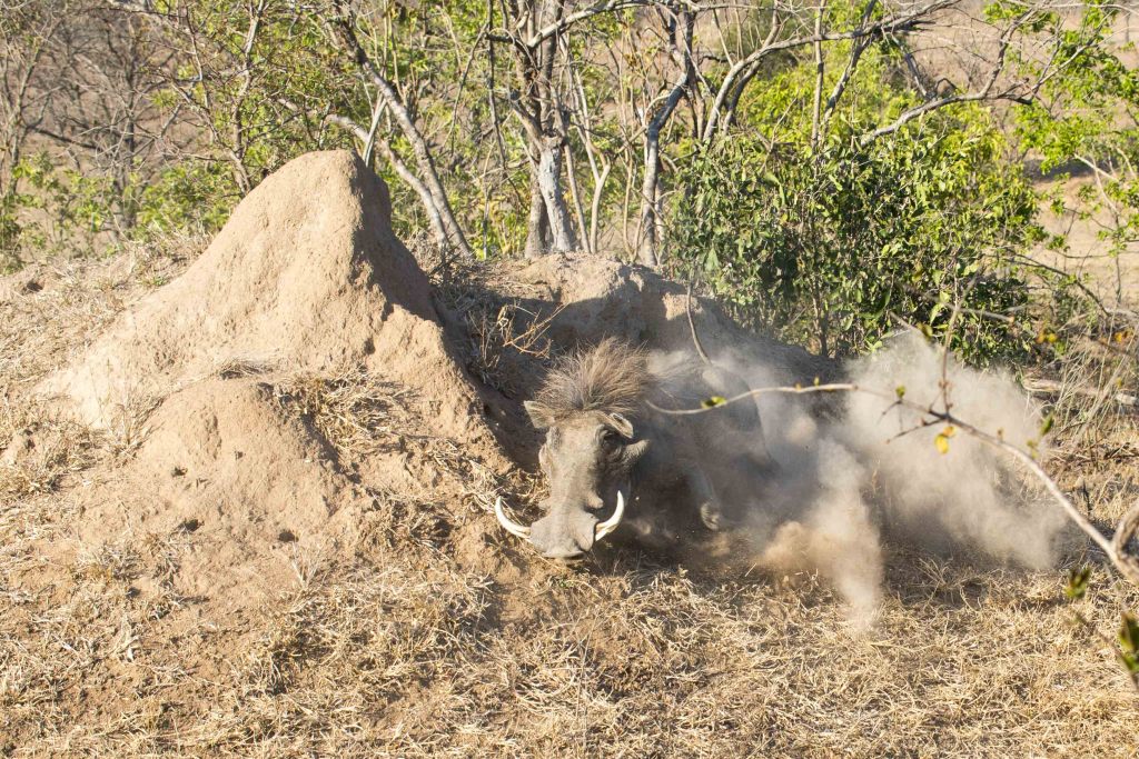 a warthog lying in the dirt