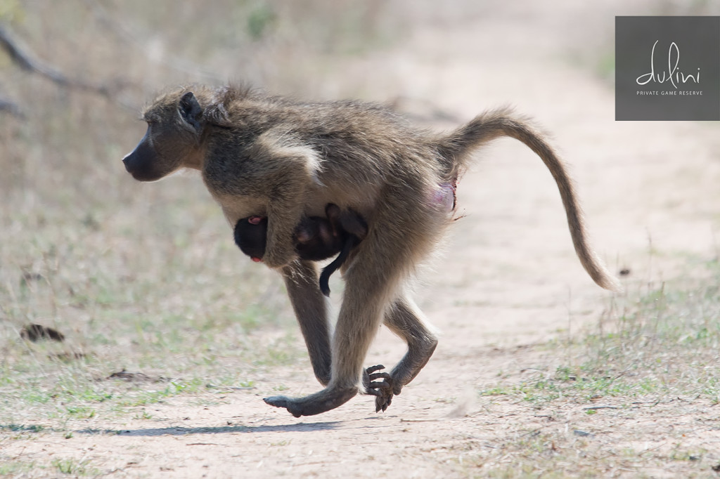 a baboon carrying a baby