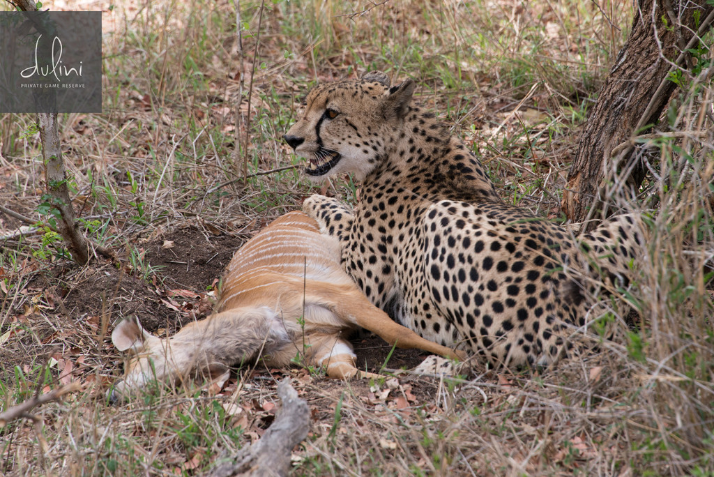 a cheetah lying on the ground with a deer
