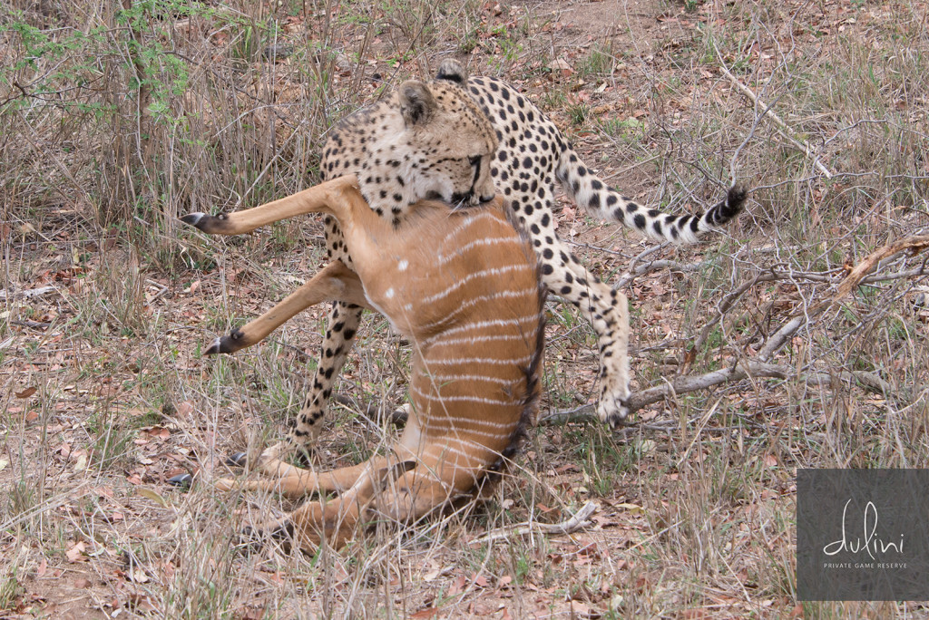 a cheetah biting a gazelle