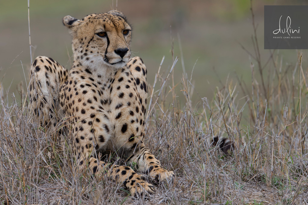 a cheetah lying in the grass