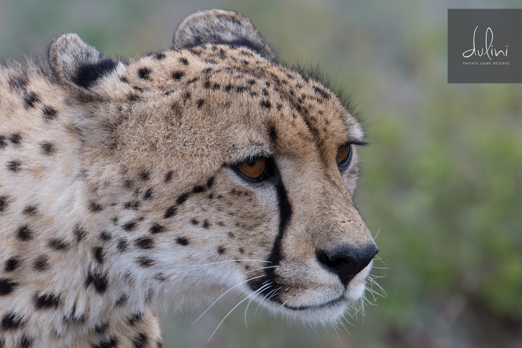 a close up of a cheetah