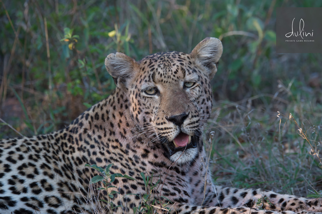 a leopard lying in the grass