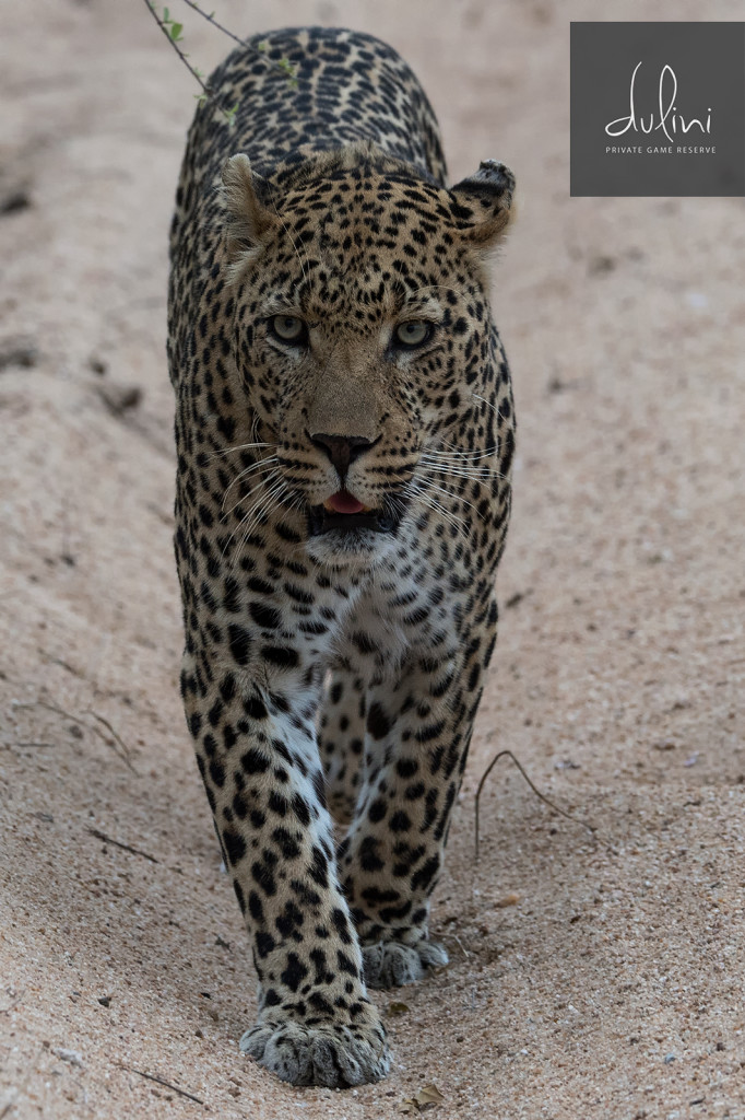 a leopard walking on sand