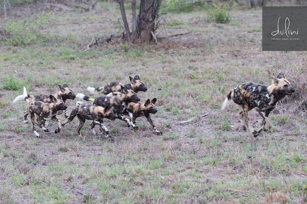 a group of wild dogs running in a field