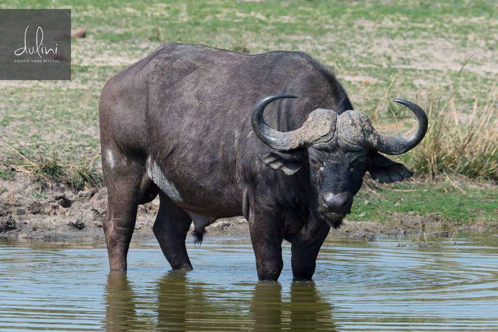 a buffalo standing in water