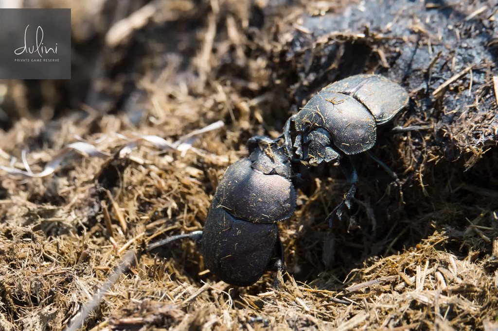 a pair of black beetles on a rock