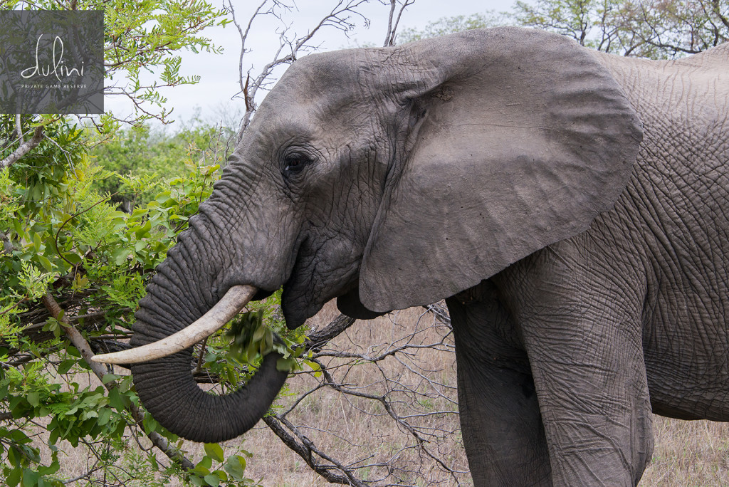 an elephant eating leaves from a tree