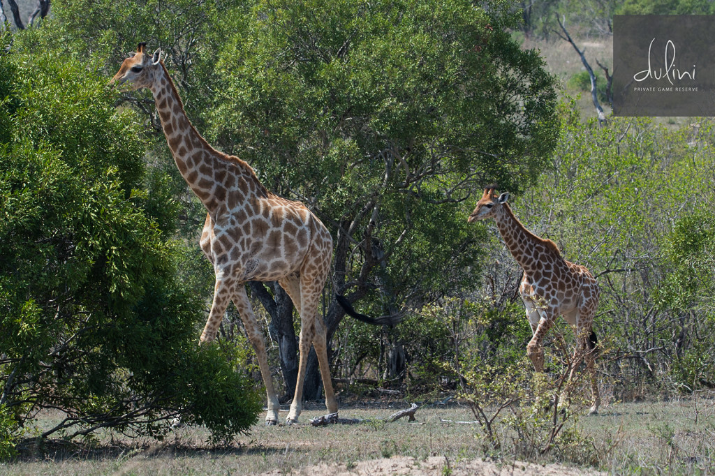 a giraffes walking in the wild