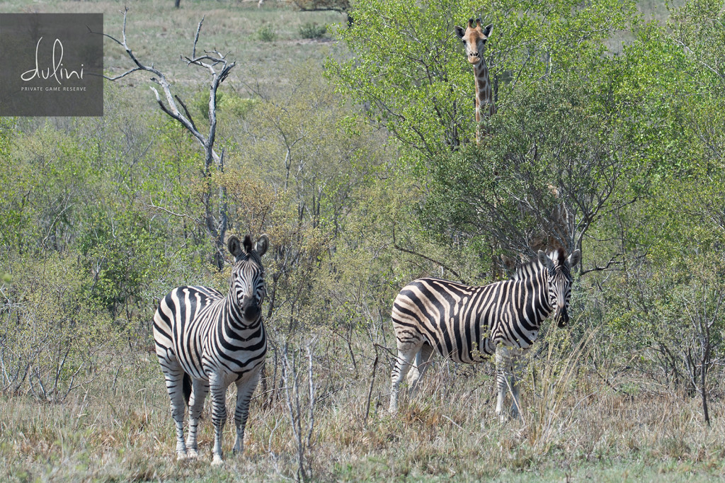 a zebras and giraffe in a grassy field
