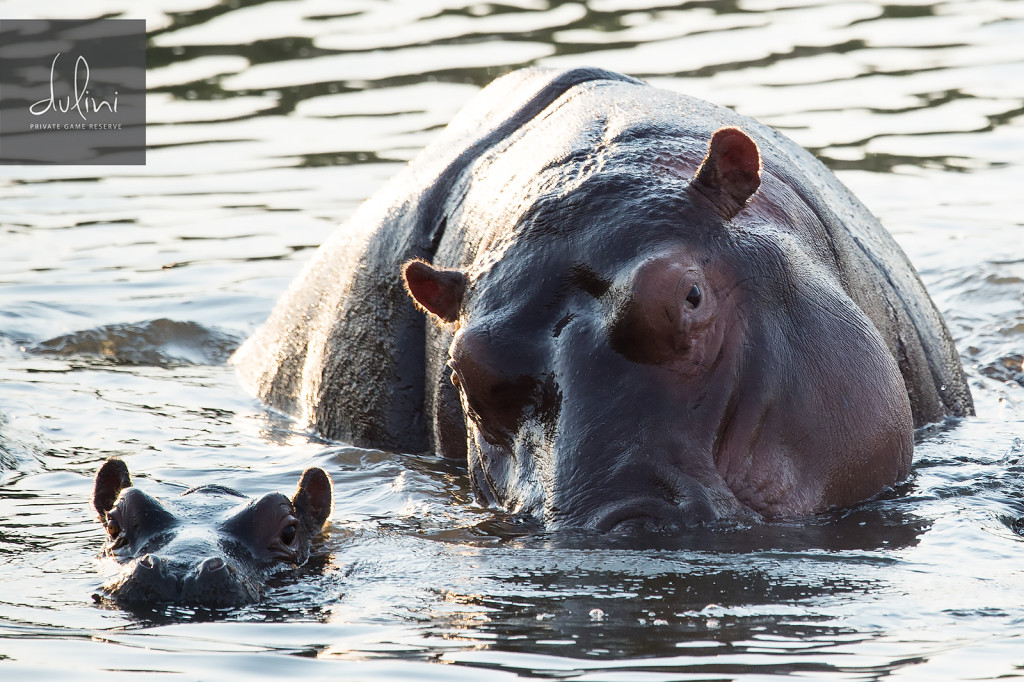 a hippo and baby hippo in water