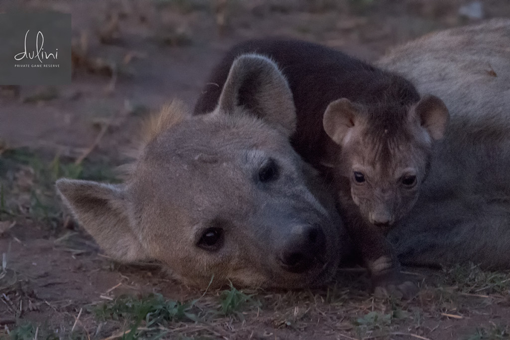 a hyena and a baby animal lying on the ground