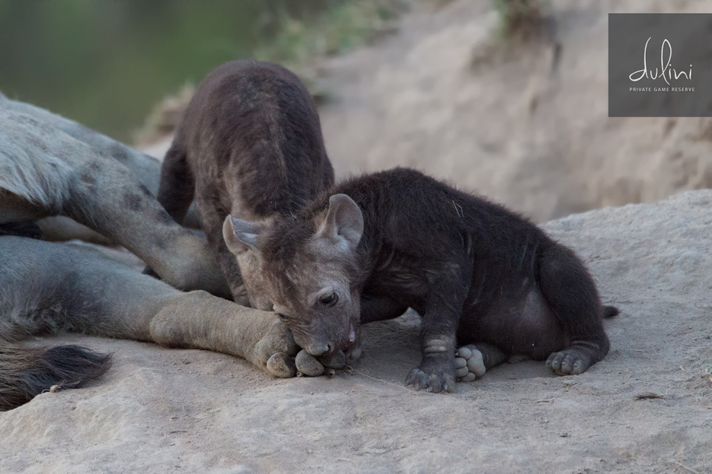 a baby hyena lying on a rock