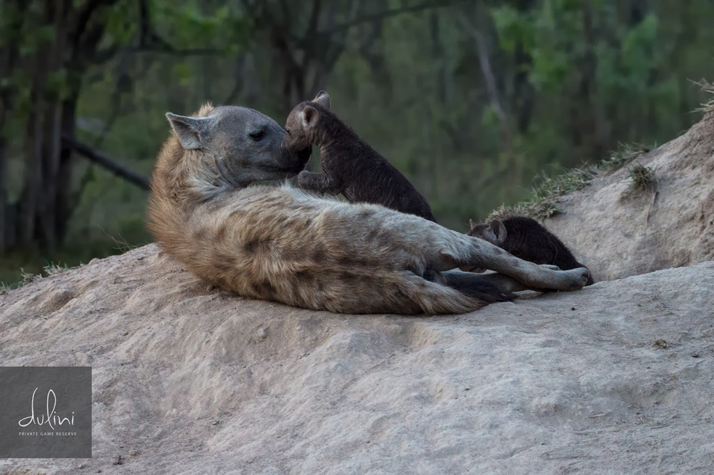 a hyena with its cubs lying on a rock