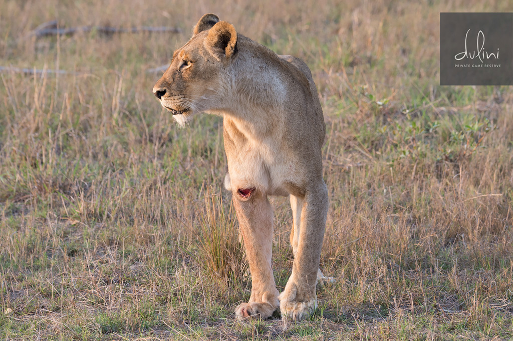 a lion with a wound on its leg