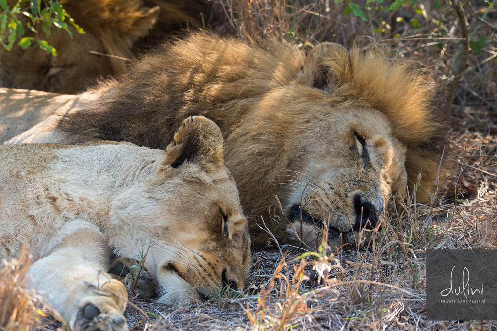 a lion and lioness sleeping together
