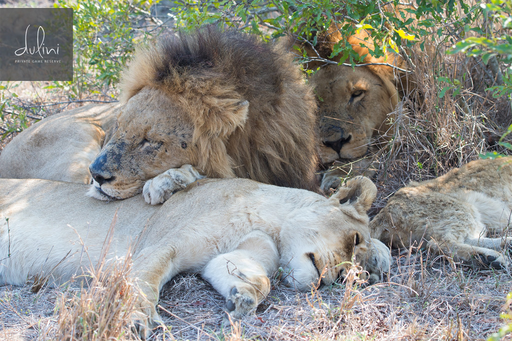 a group of lions lying down in the grass