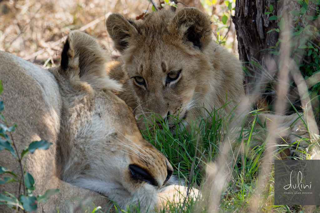a lion and a lioness lying in the grass