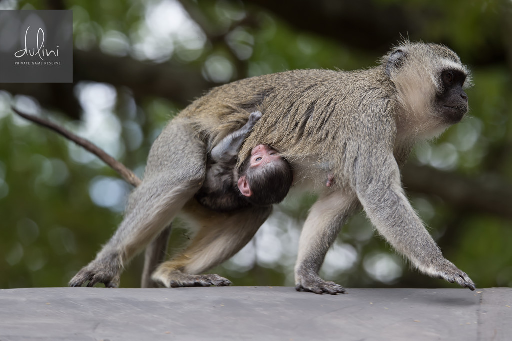a monkey carrying a baby monkey