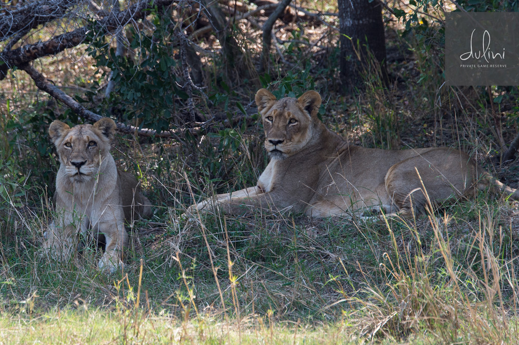 a lioness and lioness lying in the grass