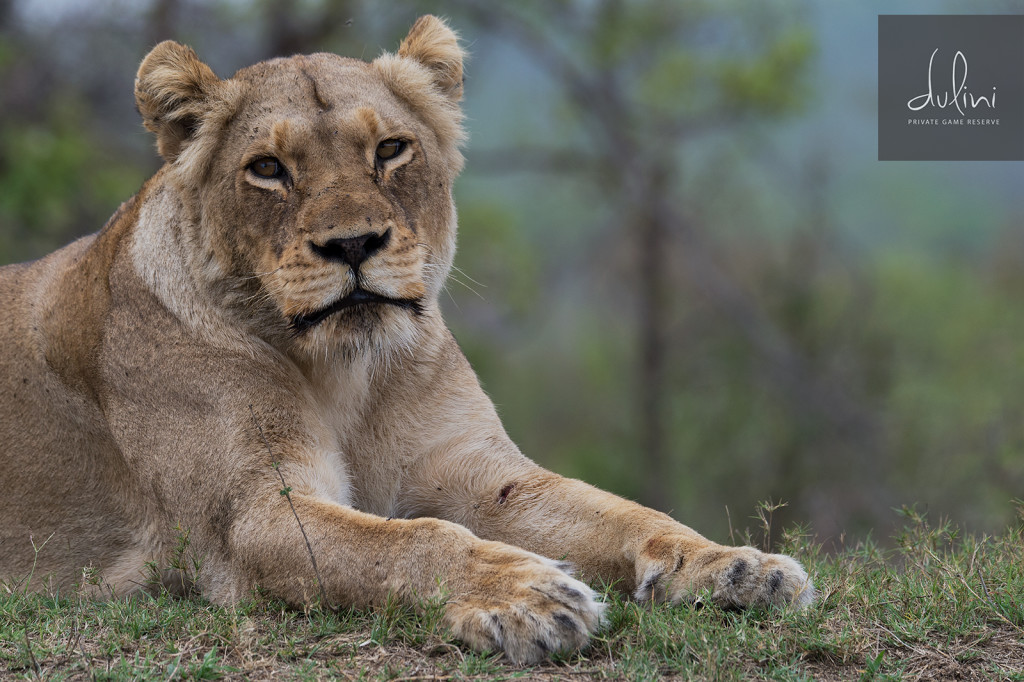 a lion lying down in the grass