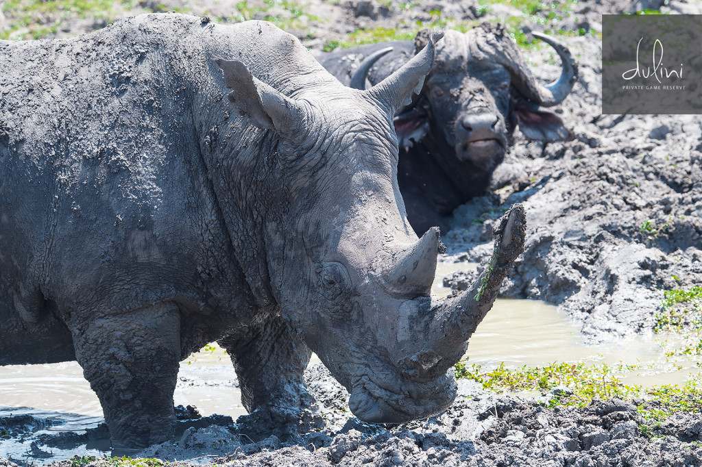 two rhinos in a mud puddle
