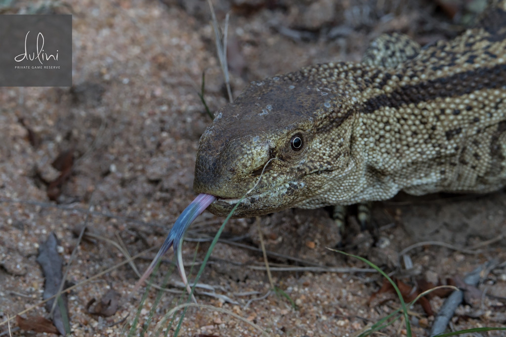 a lizard with its tongue out