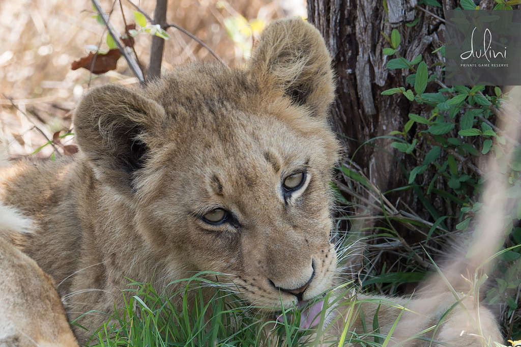 a lion cub eating grass