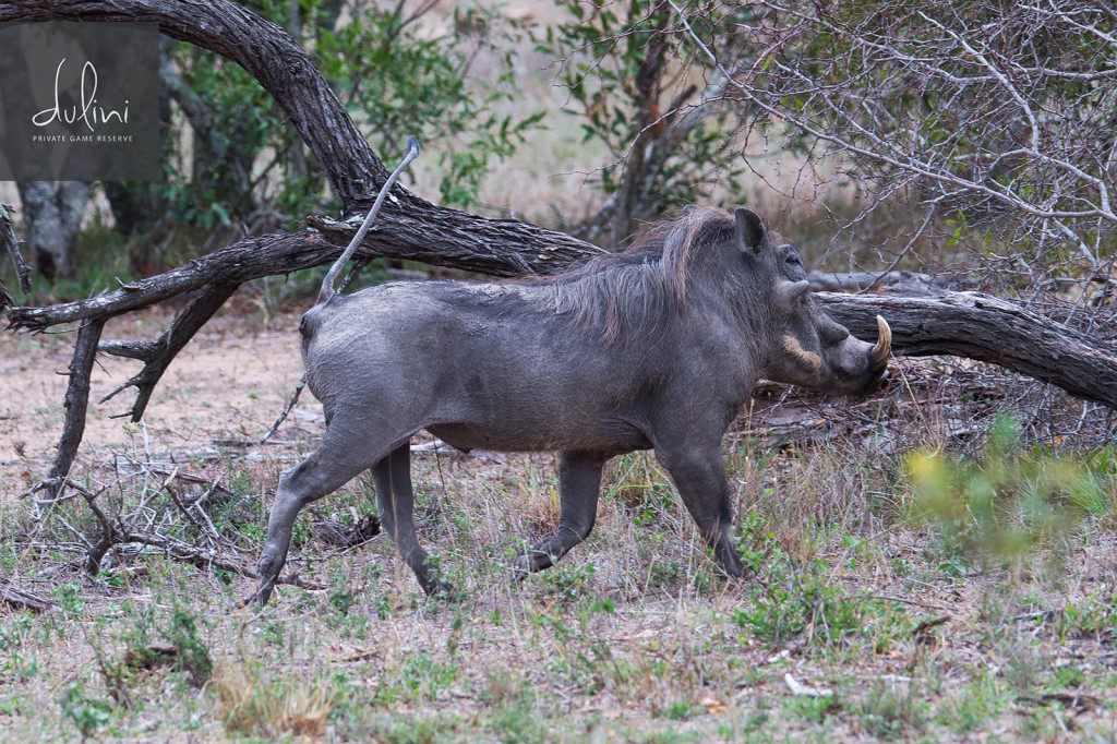 a warthog walking in the wild