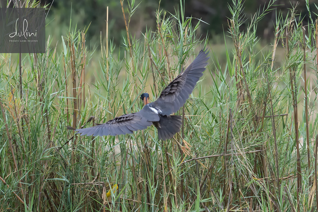 a bird flying over tall grass