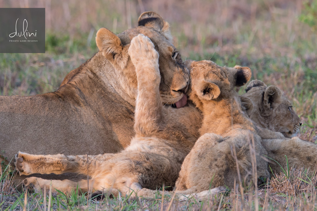 a lioness licking another lioness