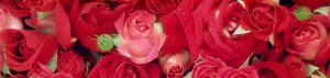 a close-up of a bunch of roses