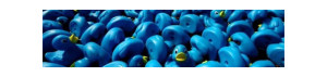 a group of blue rubber ducks