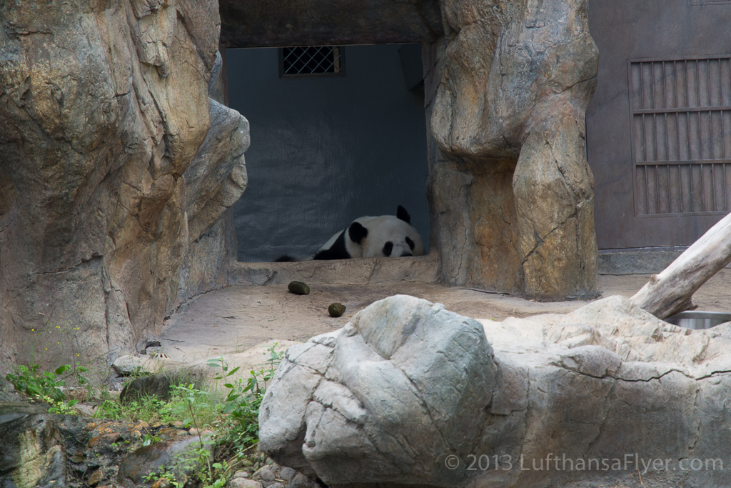 a panda in a cave