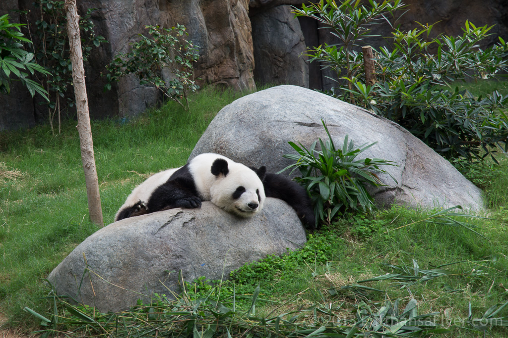 a panda lying on a rock