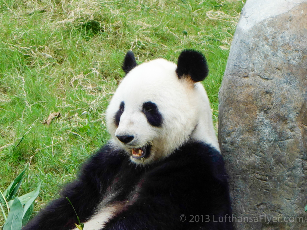 a panda bear sitting next to a rock