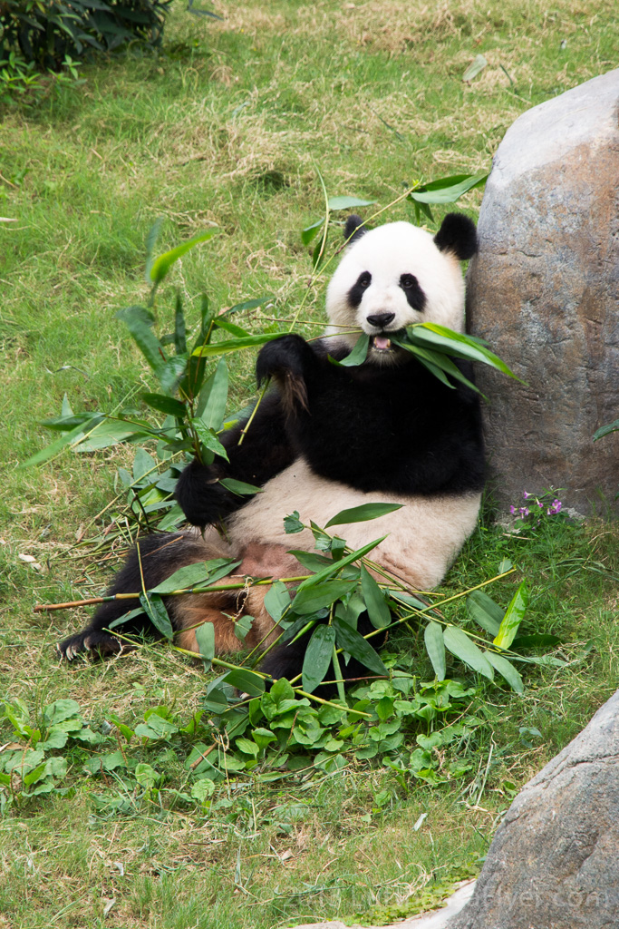 a panda bear eating leaves