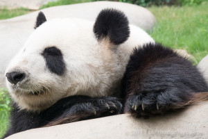 a panda bear lying on a rock
